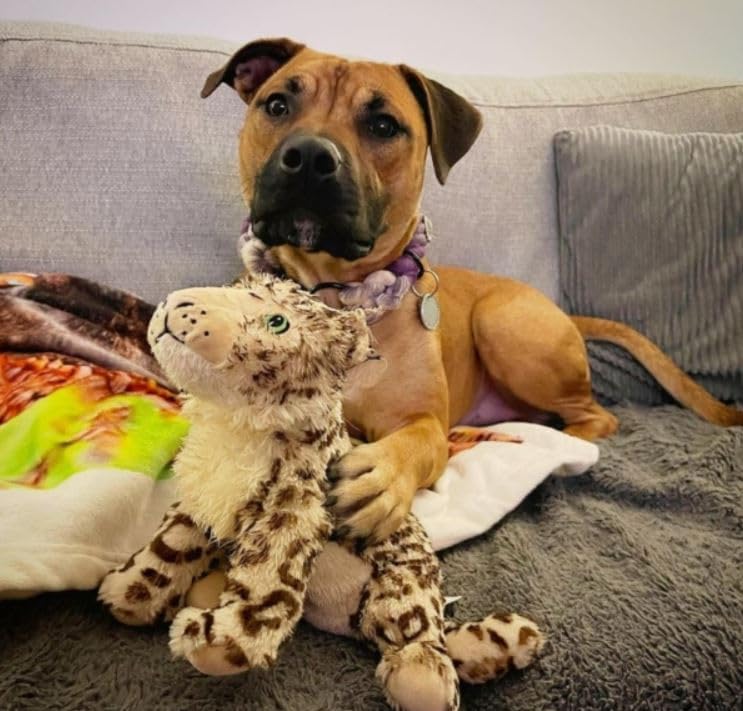 Animal Instincts Snow Mates Sophia Snow Leopard, Squeaky Soft Plush Chew Companion Dog Toy - Large - Image 2